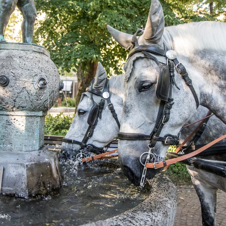 Pferde am Brunnen